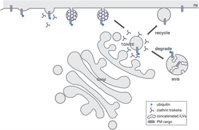 The Beginning of the End: Initial Steps in the Degradation of Plasma Membrane Proteins